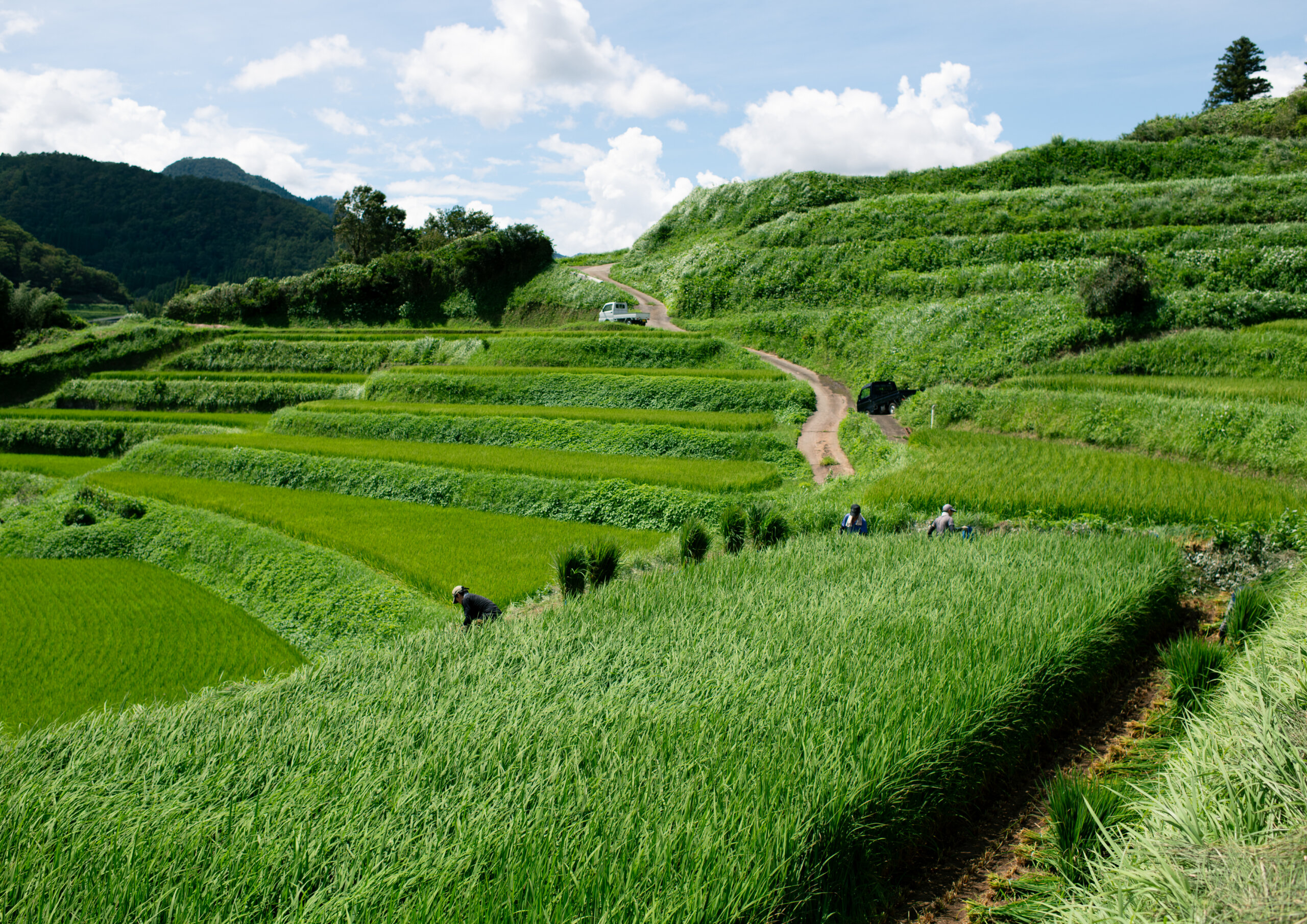 管理する棚田風景