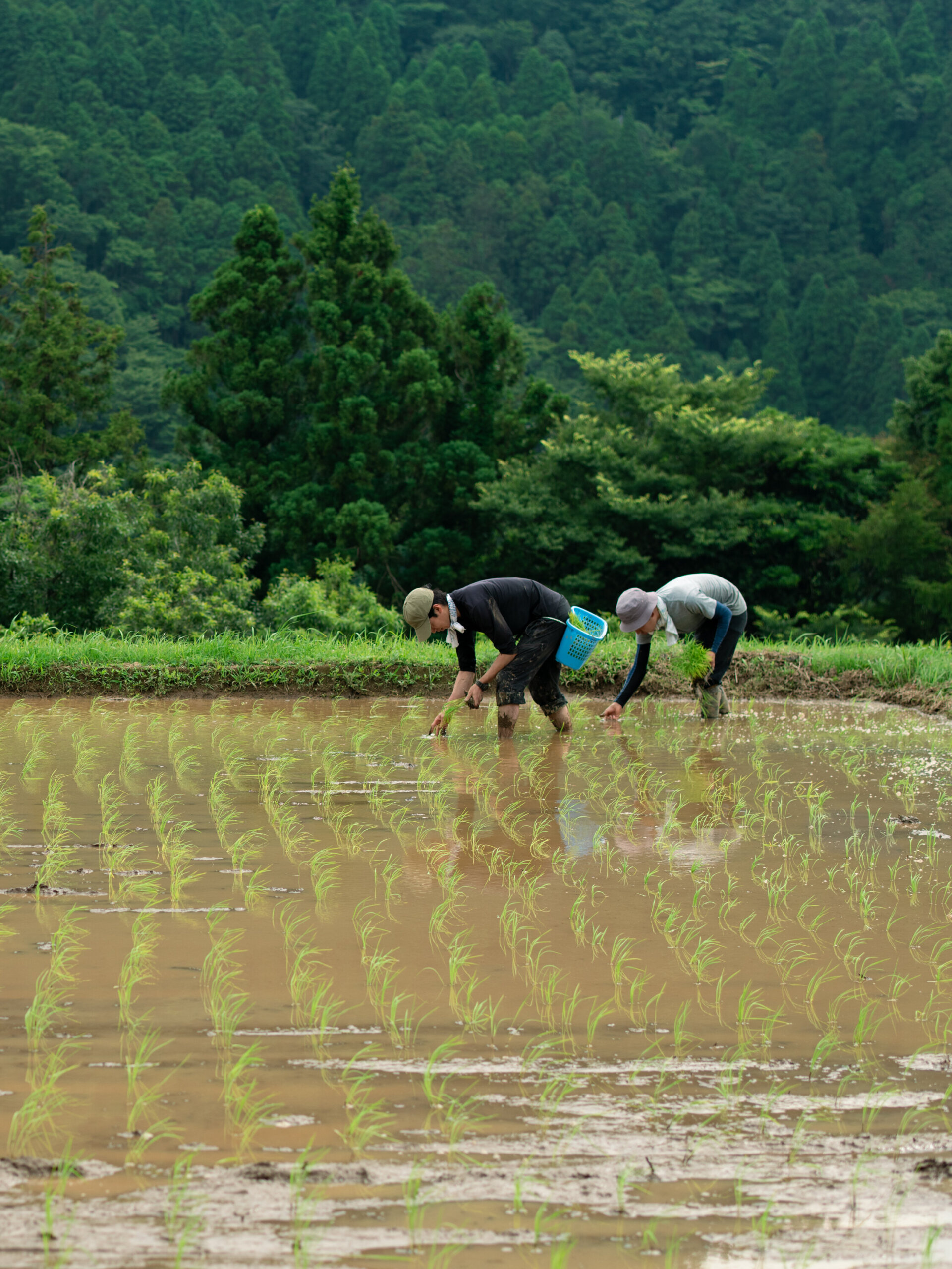 田植えの風景